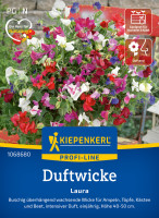 Kiepenkerl Duftwicke Laura