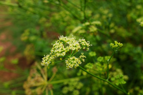 large-blooming-white-wildflowers-field-morning-dew-on-valley-mountain-in-thailand