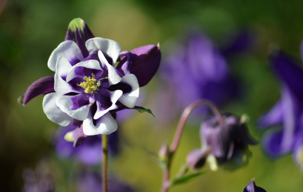 common-columbine-8755584_1280