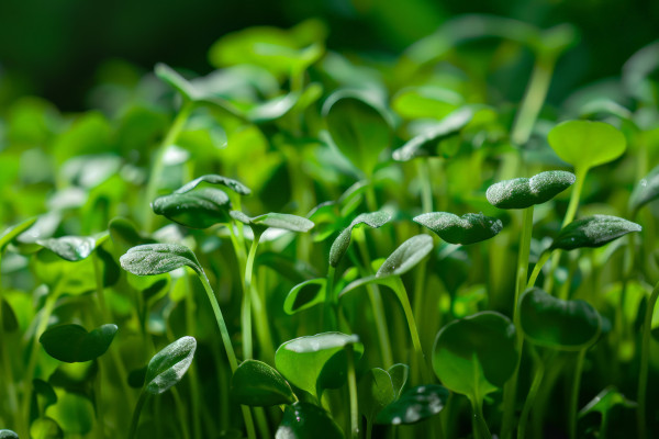 2400-lush-green-microgreens-growth-close-up-symbolizing-springtime-and-sustainability-ideal-for-earth-day-or-world-environment-day-themes