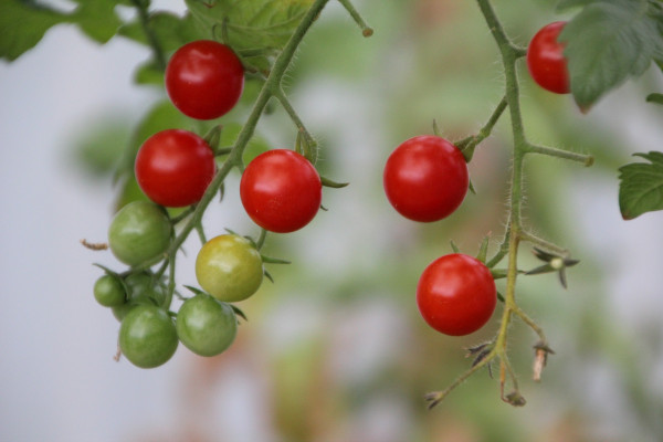 tomatoes-3622011_1920