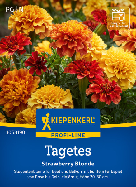 Kiepenkerl Tagetes Strawberry Blonde