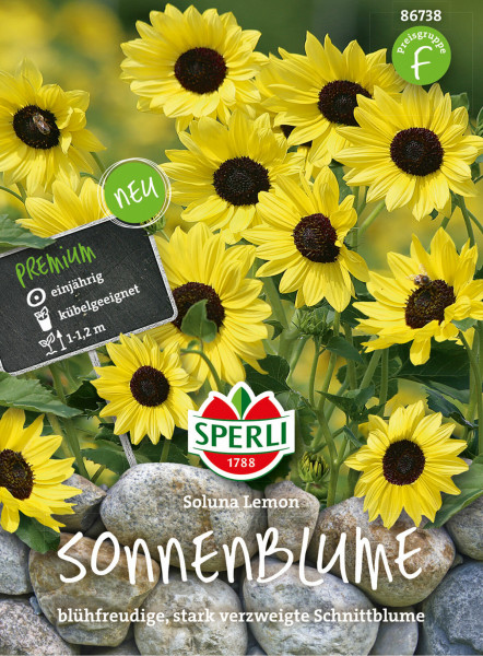 Produktbild von Sperli Sonnenblume Soluna Lemon mit gelben Blüten, Angaben zu Blütezeit und -höhe sowie der Marke Sperli auf einem Preisschild und Steinen im Hintergrund.