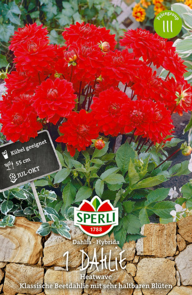 Produktbild Sperli Dahlie Heatwave mit leuchtend roten Blüten Informationen zu Pflanzeneigenschaften und Firmenlogo auf deutsch