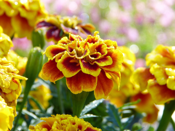 tagetes-6011029_1920