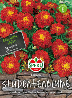 Sperli Studentenblume Carmen