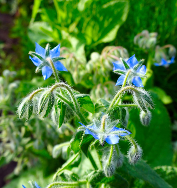 borage-4298627_1920