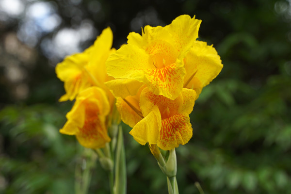 2400-orange-canna-flowers-flowering-in-a-bouquet-at-the-top-of-the-stem-and-has-some-soft-petals-flower-size-and-color-vary-by-species-soft-and-selective-focus