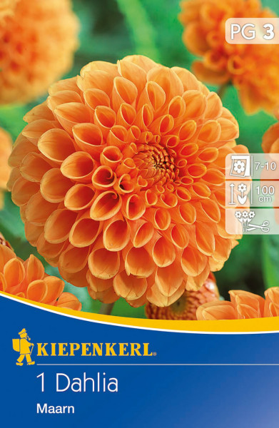 Produktbild von Kiepenkerl Ball-Dahlie Maarn mit Nahaufnahme der orangefarbenen Blüte und Verpackungsdesign mit Informationen zum Pflanzenwachstum.