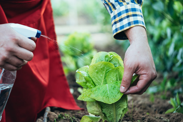 large-farmer-watering-a-lettuce-plant-in-an-organic-farming-field-1