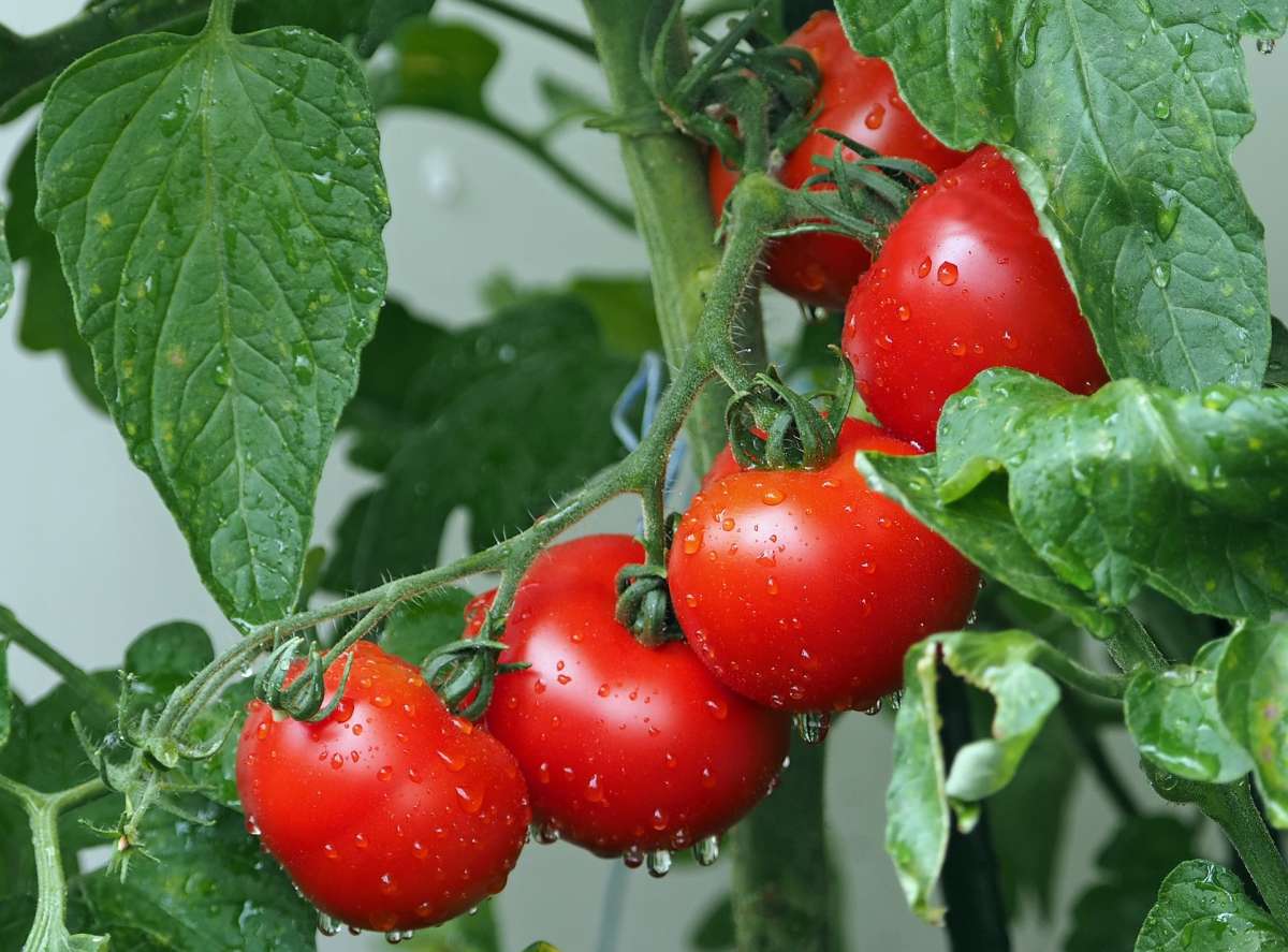 Die besten Buschtomatensorten für Ihren Garten Samen.de