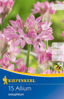 Kiepenkerl Zierlauch oreophilum