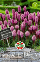 Sperli Prachtscharte blau