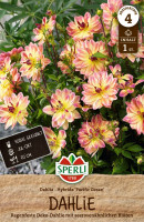 Sperli Dahlie Pacific Ocean