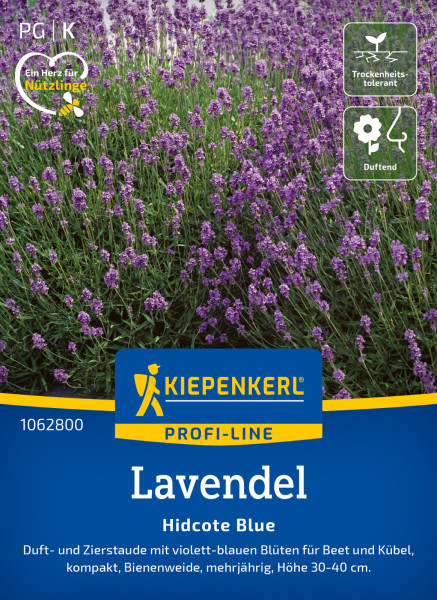 Kiepenkerl Lavendel Hidcote Blue