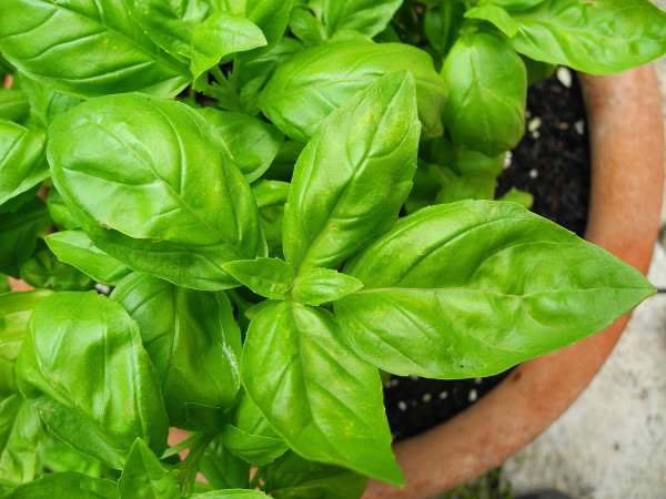 basil-2395060_1920