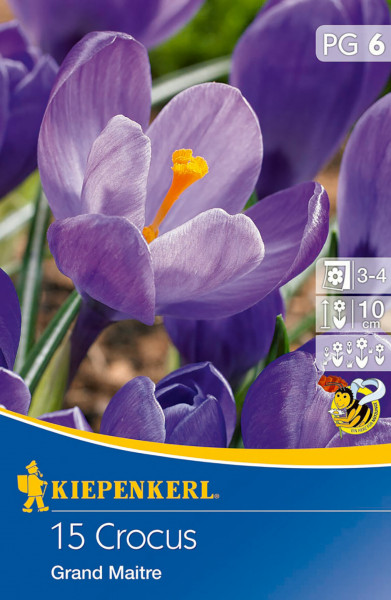 Produktbild von Kiepenkerl Grossblumiger Krokus Grand Maitre Saatguttueten mit lilafarbenen krokusblueten und Pflegehinweisen