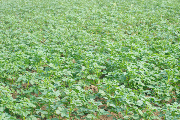 large-close-up-of-potato-plant-leaves-with-detailed-veins-and-deep-green-coloration-in-a-cultivated-field