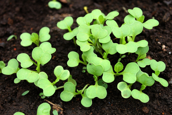 bok-choy-growing-2081445_1920