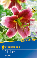 Kiepenkerl Profi-Line Baumlilie Mr. Job