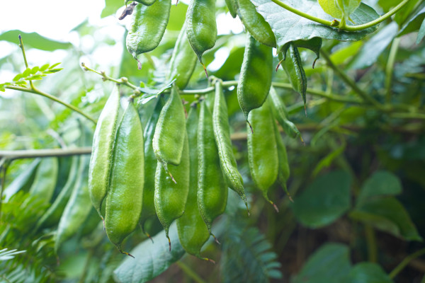 large-fresh-and-healthy-edamame-stock-on-tree-in-firm-for-harvest