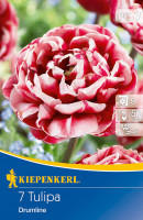 Kiepenkerl Gefüllte späte Tulpe Drumline