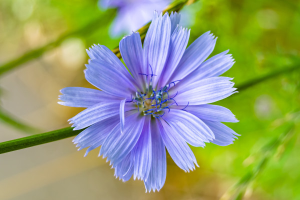 large-beauty-wild-growing-flower-chicory-ordinary-on-background-meadow