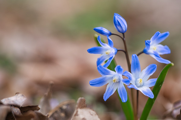 2400-common-star-hyacinth-are-early-bloomers-that-herald-spring-bloom-at-easter-time-3