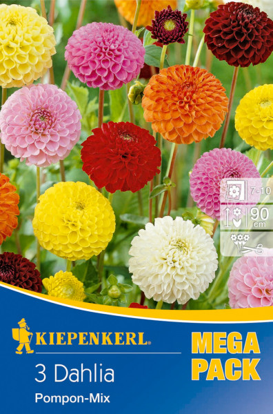 Produktbild von Kiepenkerl Pompon-Dahlie Mischung mit bunten Dahlien in verschiedenen Farben und Verpackungsinformationen