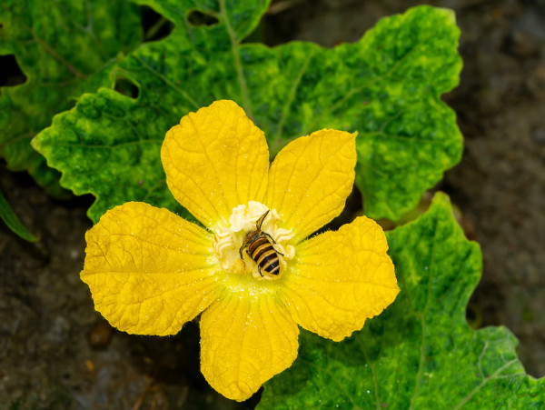 2400-close-up-of-winter-melon-flower-with-insect-are-pollination