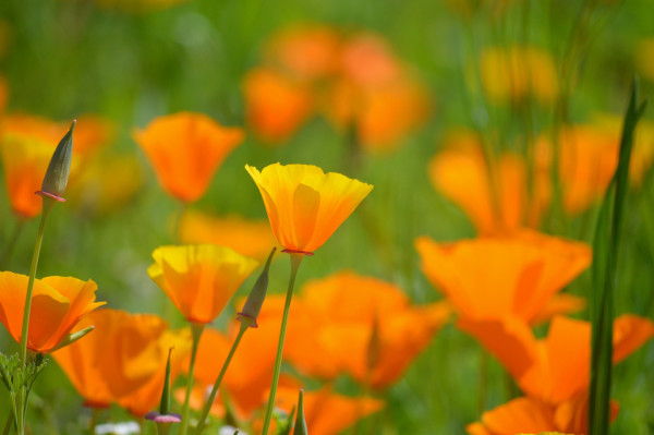 californian-poppy-8794443_1920