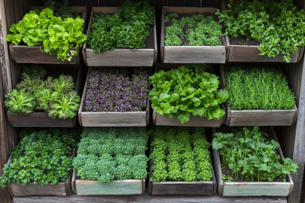 large-a-variety-of-herbs-and-vegetables-are-displayed-in-wooden-boxes