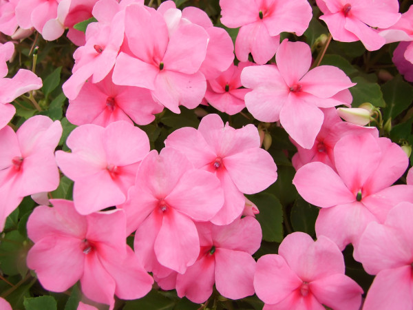 vecteezy_rosa-impatiens-fleissiges-lieschen-wissenschaftlicher-name_7129241