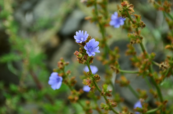 meadow-flowers-907281_1920