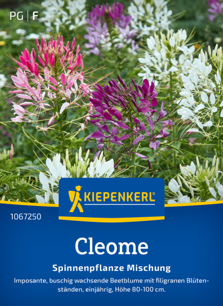 Kiepenkerl Cleome Spinnenpflanze Mischung