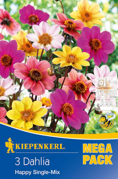 Produktbild von Kiepenkerl Dunkellaubige Beetdahlie Happy Single Mix mit Darstellung verschiedenfarbiger Dahlienblüten Symbolen für Wuchshöhe und Blütezeit sowie dem Hinweis Mega Pack.