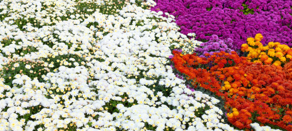 2400-chrysanthemums-colored-garden-field-summer-plant-fresh-flora-outdoors-ai-generated