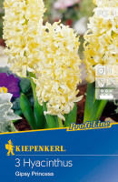 Kiepenkerl Profi-Line Hyazinthe Gipsy Princess