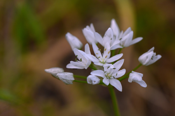 2400-flowering-ramson-wild-leek-or-wild-garlic-beautiful-white-flowers-in-nature-natural-botanical-outdoor-background