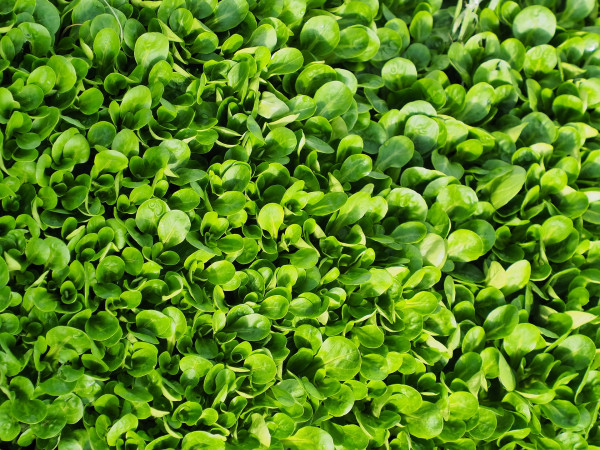 lambs-lettuce-8583253_1920