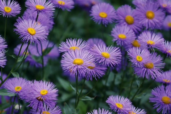 asters-4282887_1920