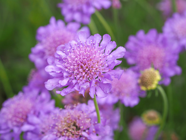 large-mauve-scabious-flowers