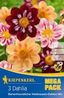 Kiepenkerl Bienenfreundlicher Halskrausen-Dahlie Mix