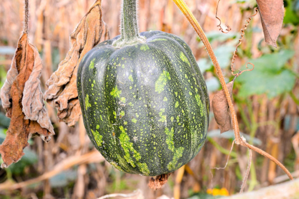 2400-background-with-a-pumpkin