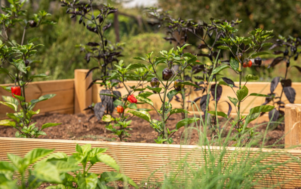 raised-bed-4392783_1280