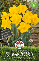 Sperli Trompeten Narzisse Golden Harvest