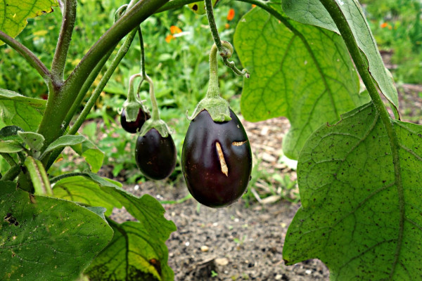 eggplant-1491949_1280