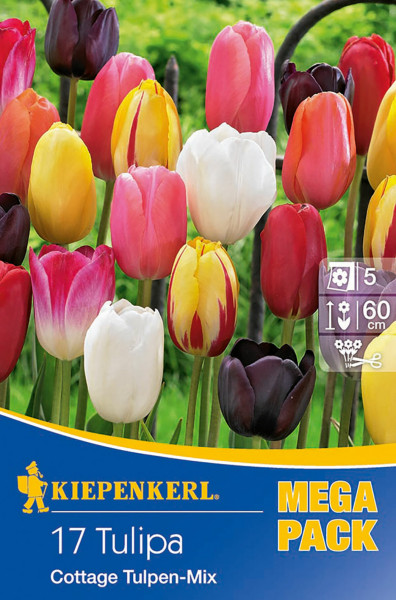 Produktbild von Kiepenkerl Mega-Pack mit 17 späten Tulpen Cottage Mischung in verschiedenen Farben vor einem naturbelassenen Hintergrund.