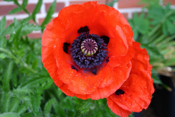 turkish-poppy-2379573_1920