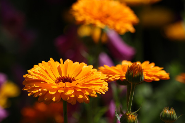 marigolds-4389871_1920